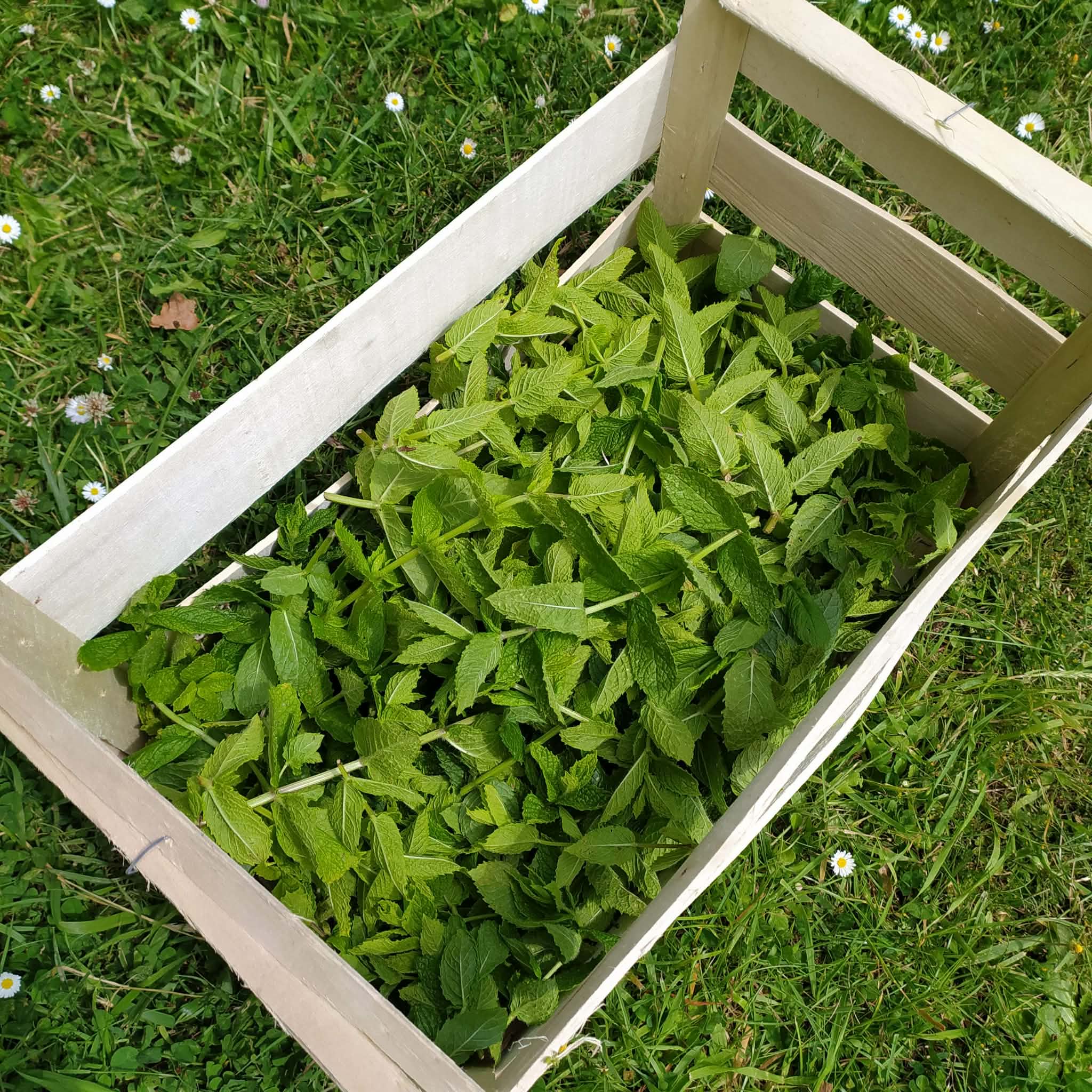 Branches de menthe dans une cagette